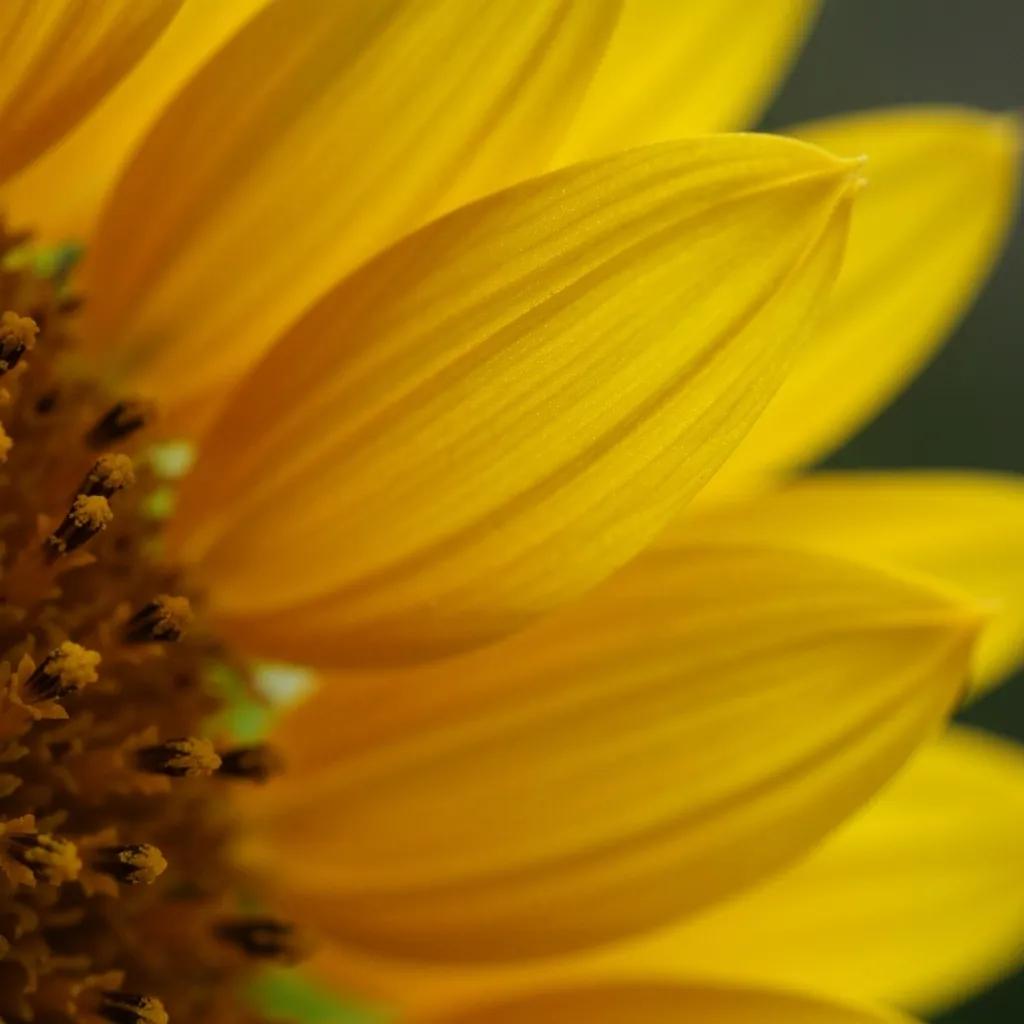Gas station with electric vehicle chargers attracting customers and boosting revenue